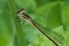 Agriocnemis femina